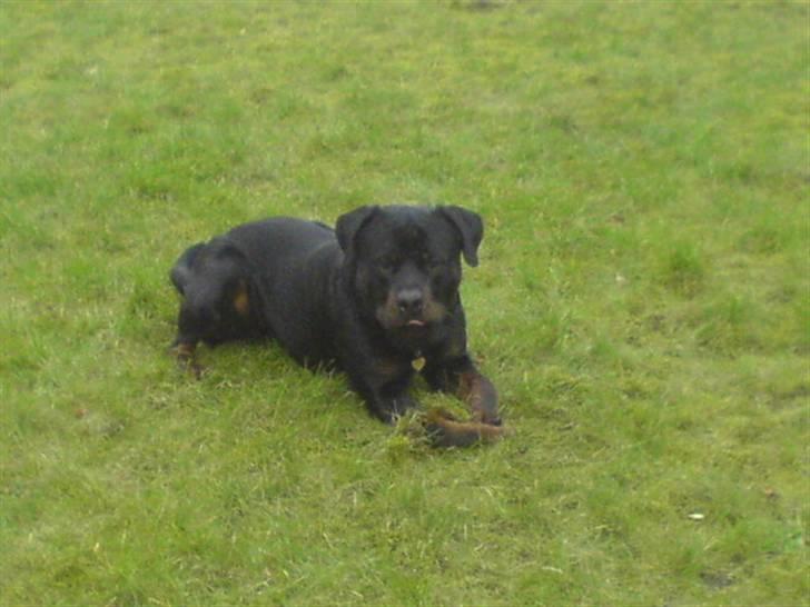 Rottweiler Hannibal  billede 11