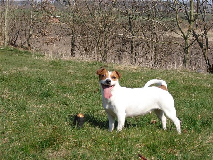 Jack russell terrier Fie - Marts 2007 billede 8
