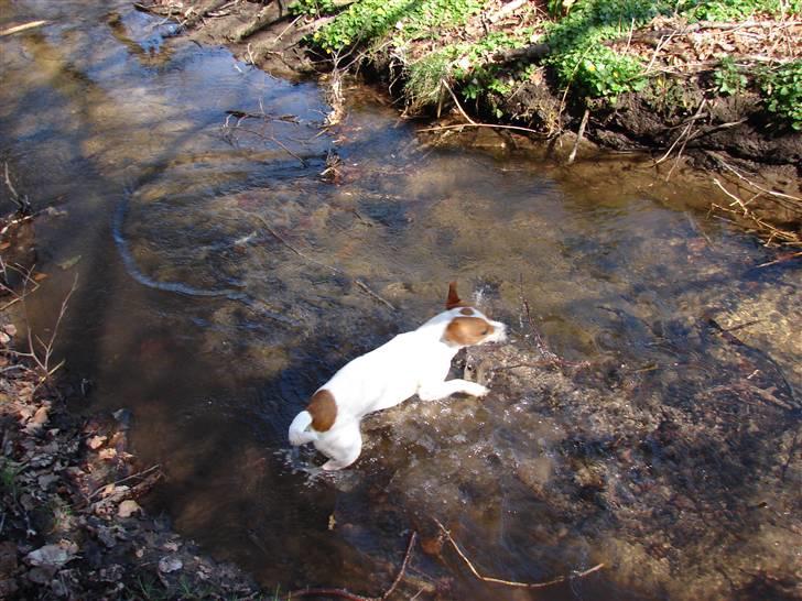 Jack russell terrier Fie - April 2007 billede 9