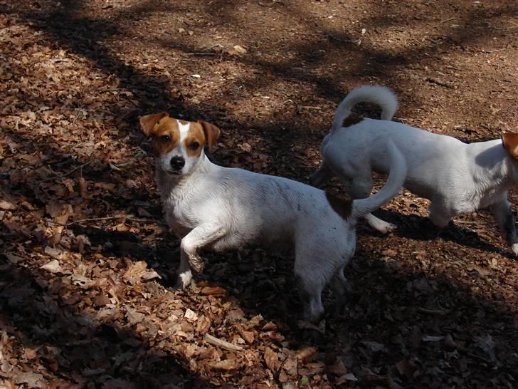Jack russell terrier Fie - April 2007 billede 10