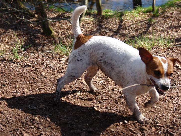 Jack russell terrier Fie - April 2007 billede 11