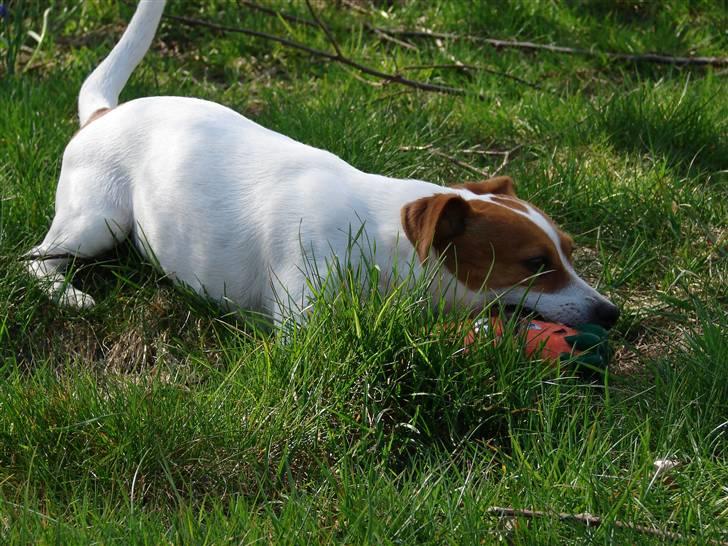 Jack russell terrier Fie - April 2007 billede 12