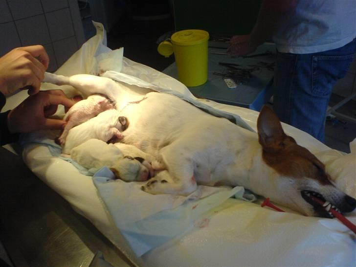 Jack russell terrier Fie - Kejsersnit. Maj 2007 billede 13