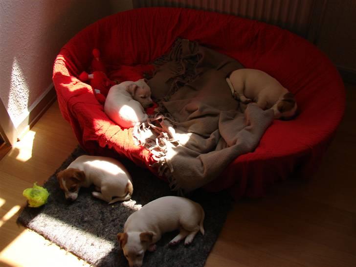 Jack russell terrier Fie - Fie´s hvalpe. Juli 2007 billede 14