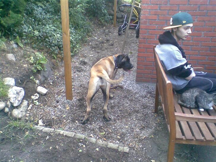 Blanding af racer Maggie *Solgt* himmelhund billede 8