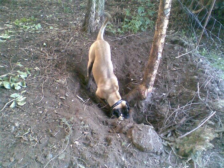 Blanding af racer Maggie *Solgt* himmelhund - så skal der graves billede 9