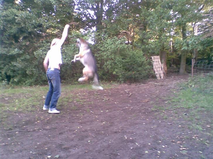 Blanding af racer Zeus *himmelhund* - hvem kan hoppe højest billede 18