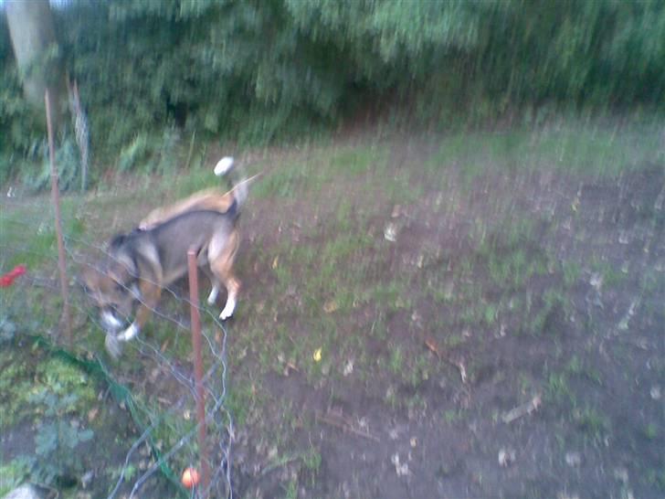 Blanding af racer Zeus *himmelhund* billede 19