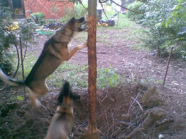 Blanding af racer Zeus *himmelhund* - jeg skal nok få fældet det her træ billede 20