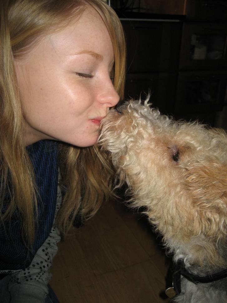 Ruhåret foxterrier Bailey - "Jeg ælsker min familie" billede 9