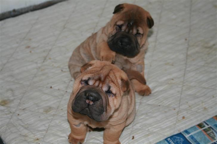 Shar pei Micha - bare 2 af Micha´s dejlige hvalpe...  billede 6