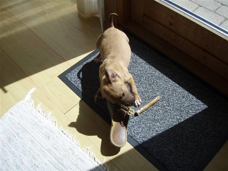 Bullterrier Nido billede 2