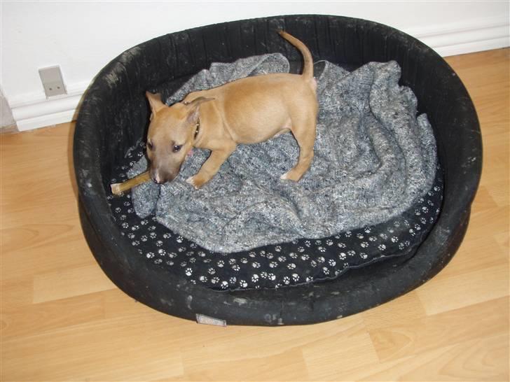 Bullterrier Nido billede 3