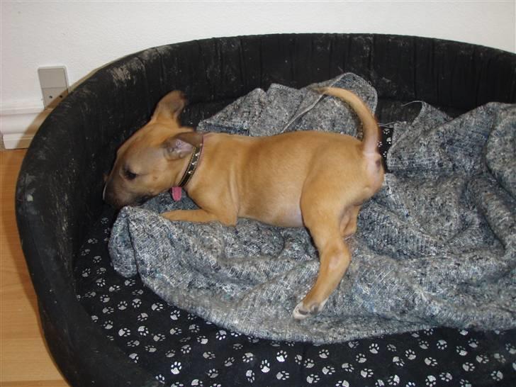 Bullterrier Nido billede 4