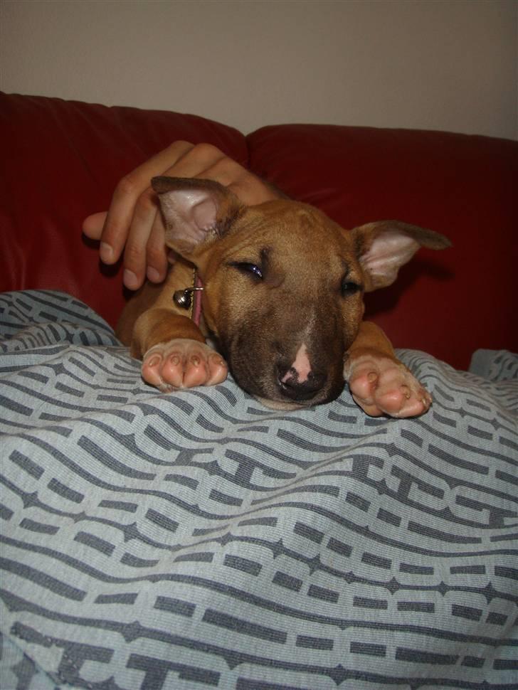 Bullterrier Nido - 10 uger billede 9