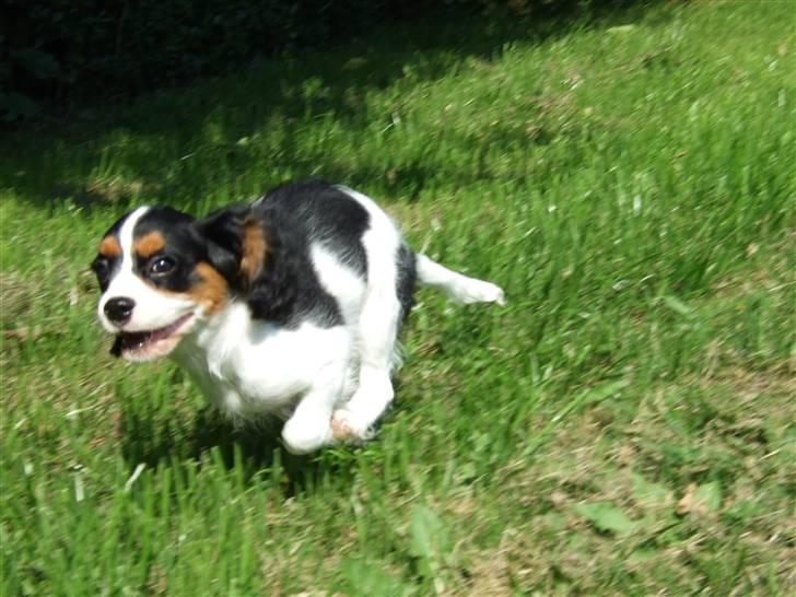 Cavalier king charles spaniel GONZO - Wrrrrruuuummmmmmmmm billede 10