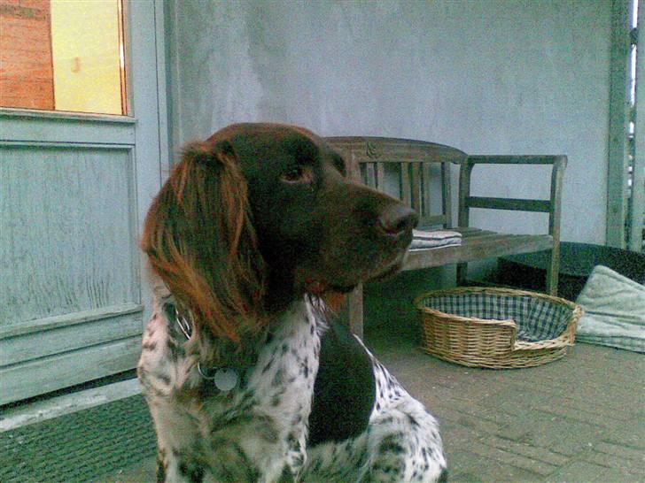 Langhåret hønsehund bobo billede 1