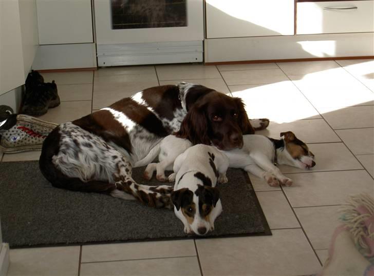 Langhåret hønsehund bobo billede 2