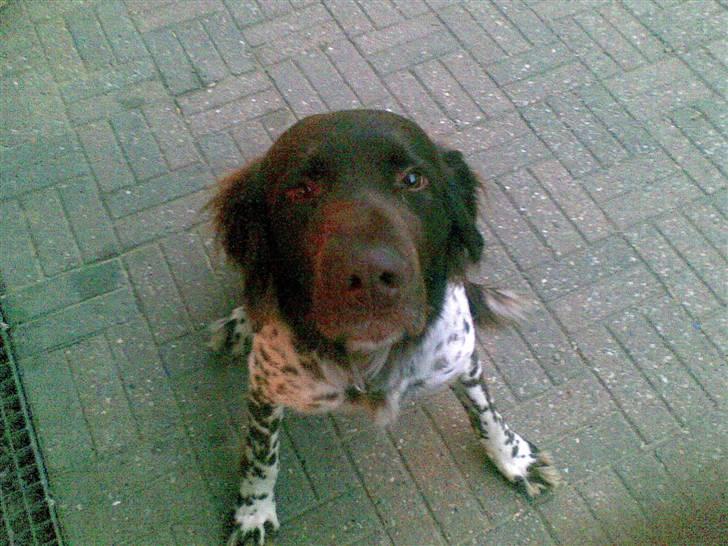 Langhåret hønsehund bobo billede 3