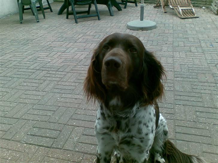 Langhåret hønsehund bobo billede 4