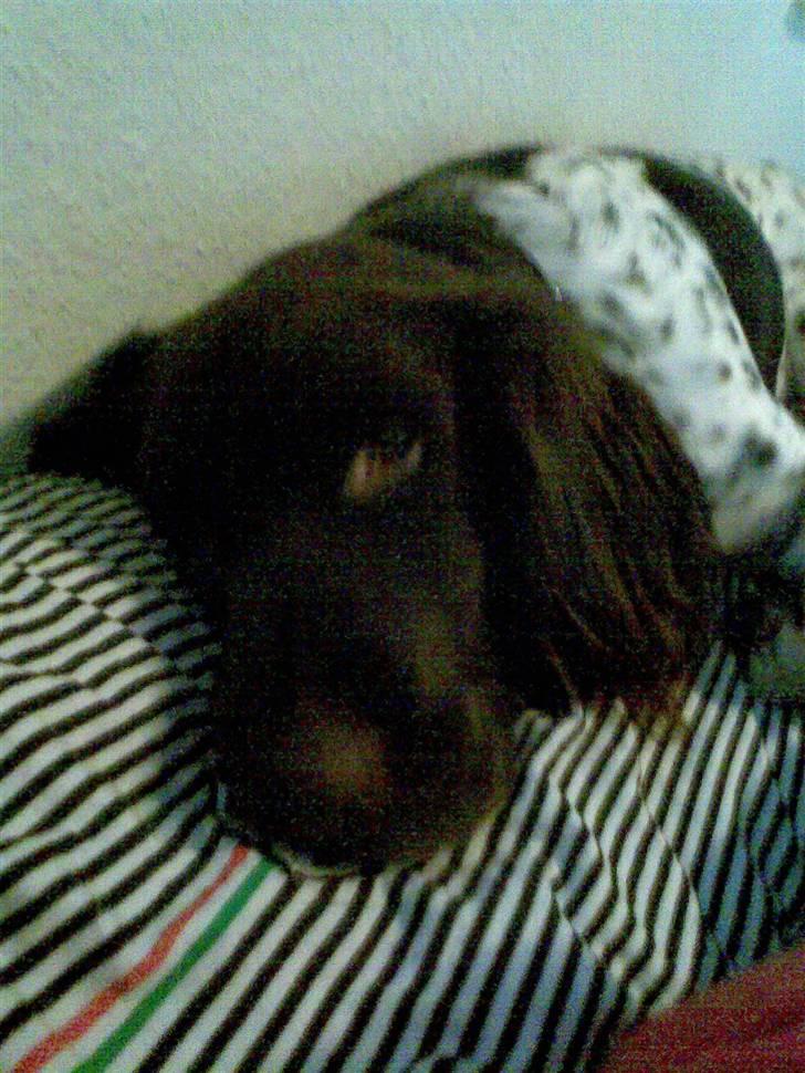 Langhåret hønsehund bobo billede 5