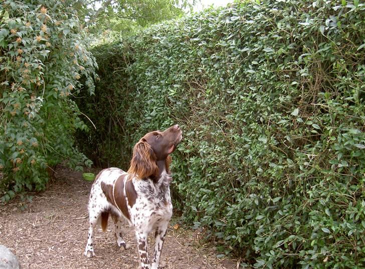 Langhåret hønsehund bobo billede 6