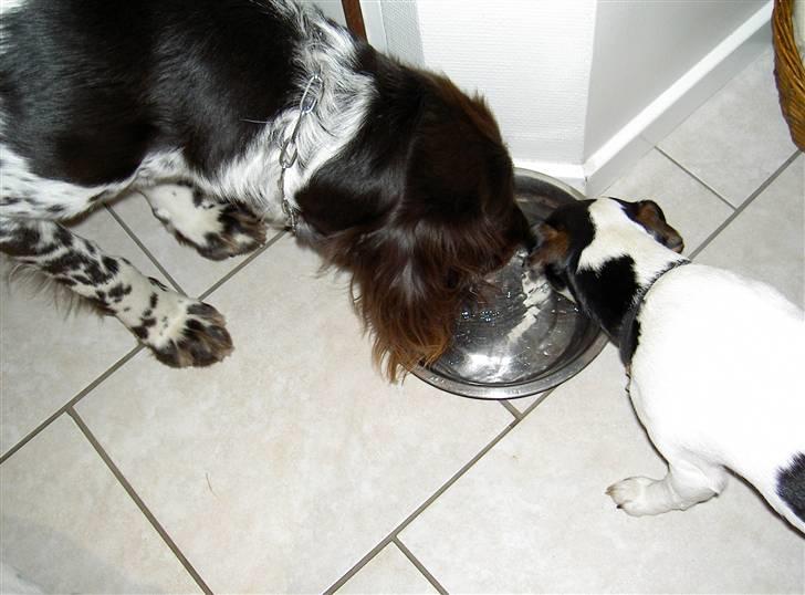 Langhåret hønsehund bobo billede 7