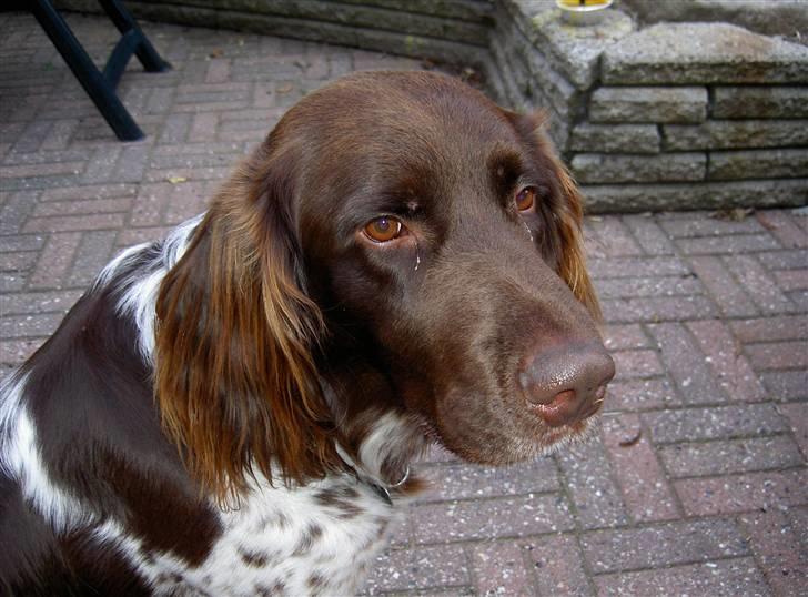 Langhåret hønsehund bobo billede 8