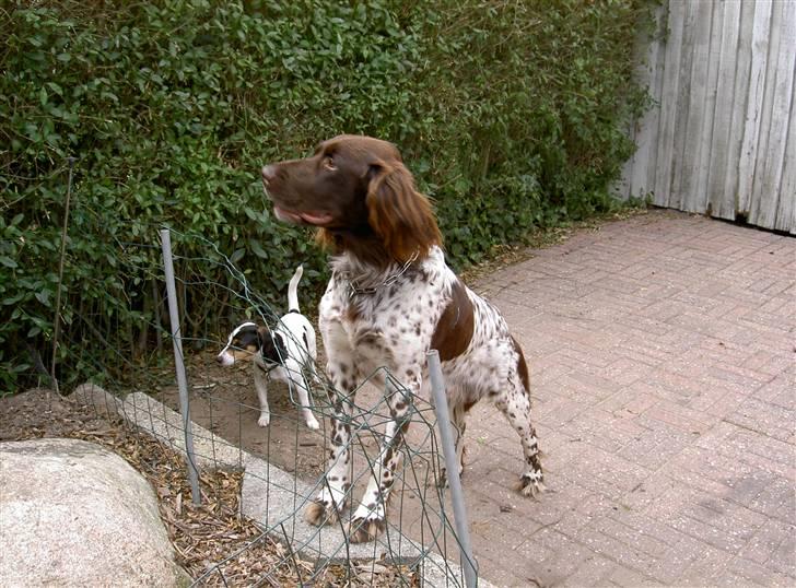 Langhåret hønsehund bobo billede 9