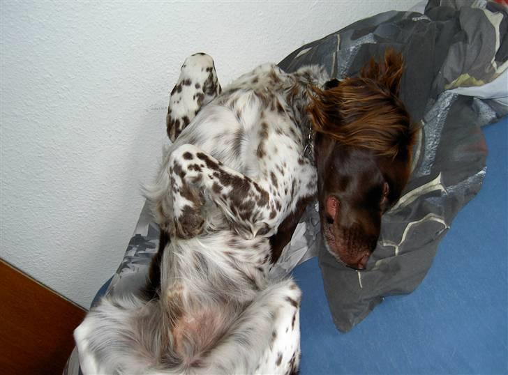 Langhåret hønsehund bobo billede 10