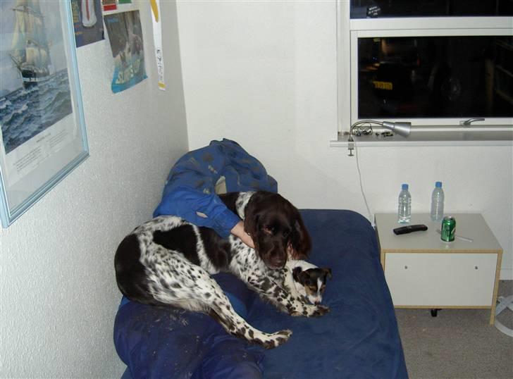 Langhåret hønsehund bobo billede 11