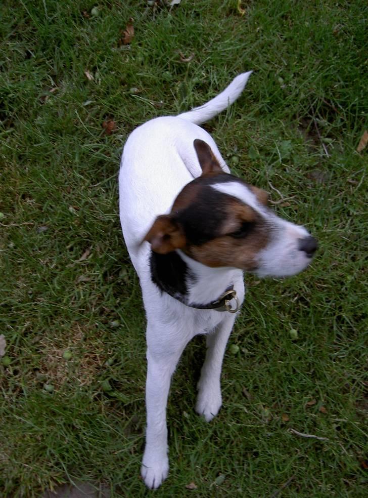 Jack russell terrier rico billede 1