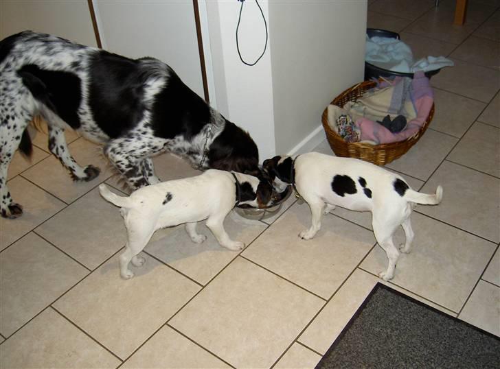 Jack russell terrier rico billede 2