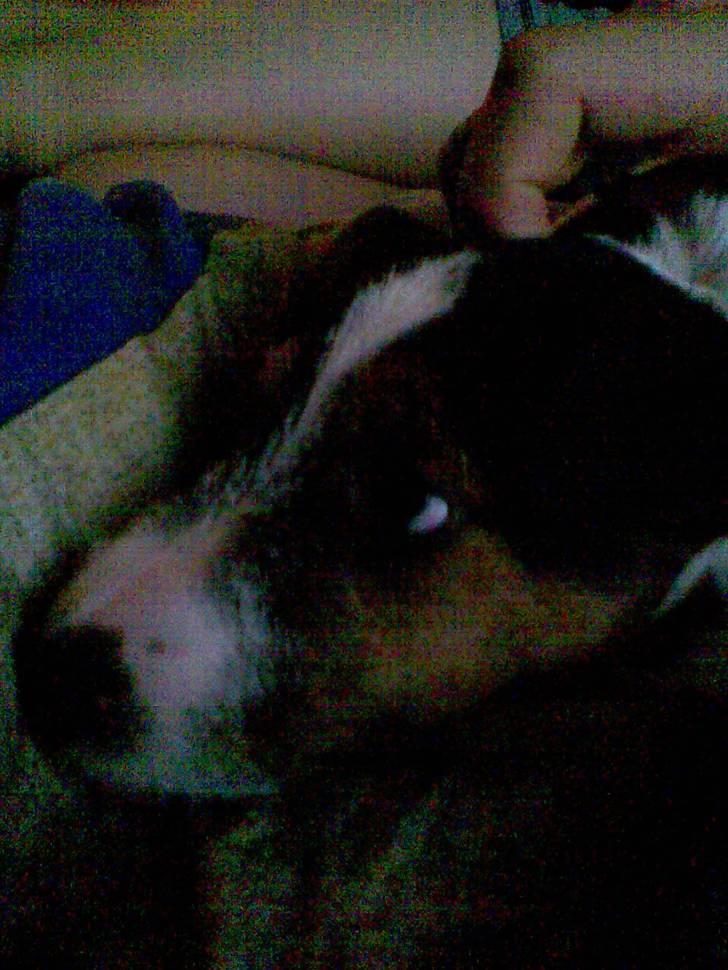 Jack russell terrier rico billede 3