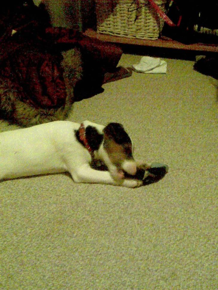 Jack russell terrier rico billede 4