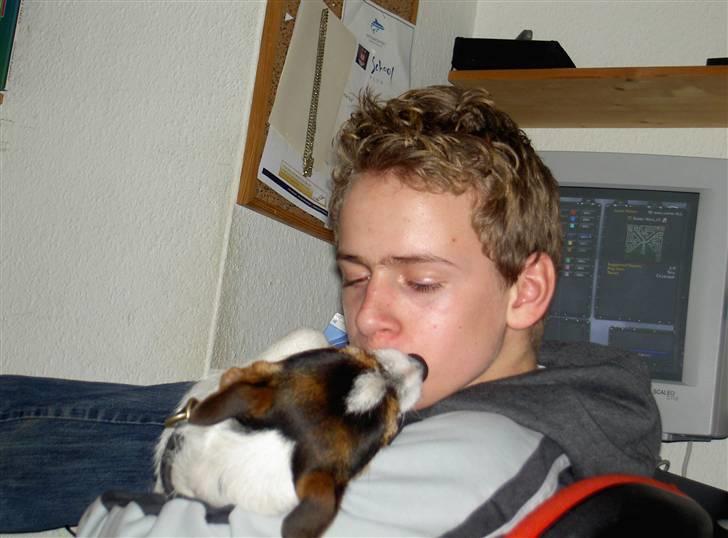 Jack russell terrier rico billede 5