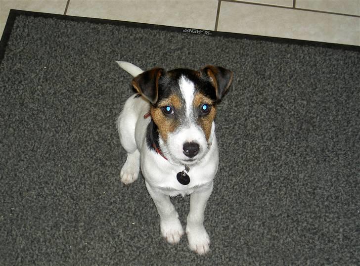 Jack russell terrier rico billede 6