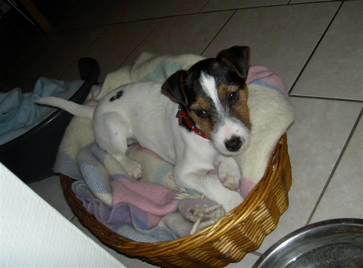 Jack russell terrier rico billede 7