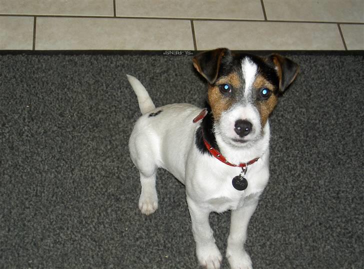 Jack russell terrier rico billede 8