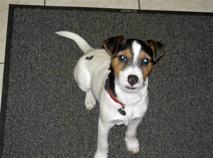 Jack russell terrier rico billede 9