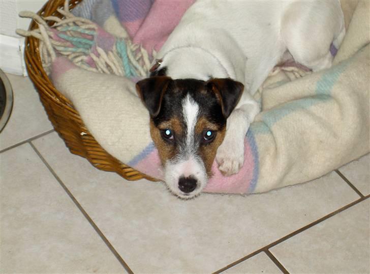 Jack russell terrier rico billede 10