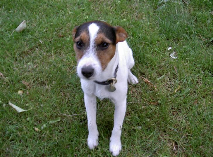 Jack russell terrier rico billede 11