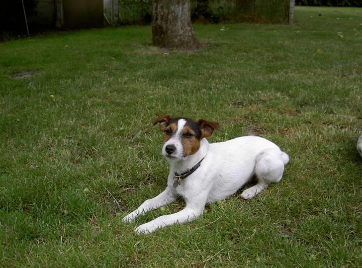 Jack russell terrier rico billede 12