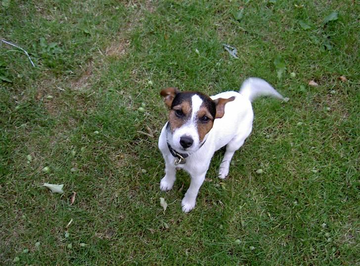 Jack russell terrier rico billede 13