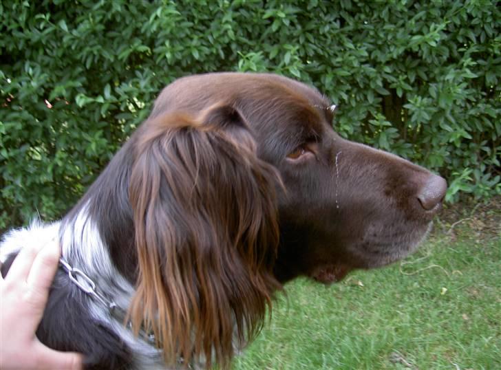 Langhåret hønsehund bobo billede 12