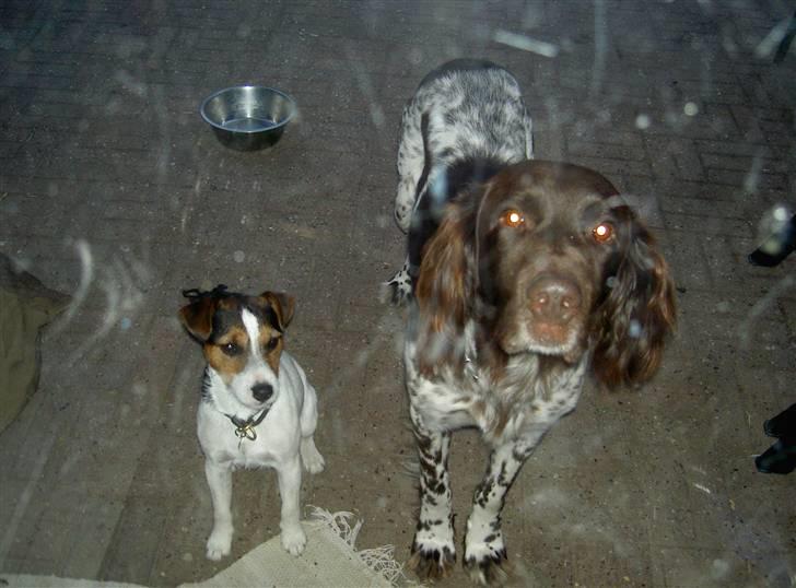 Langhåret hønsehund bobo billede 13