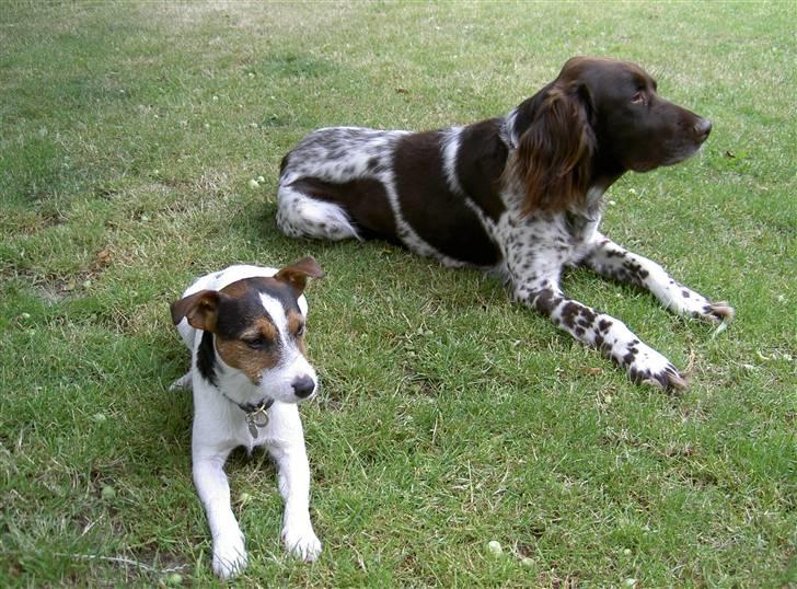 Langhåret hønsehund bobo billede 14