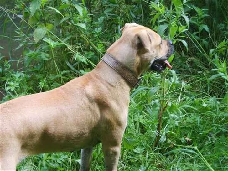 Blanding af racer Pi    R.I.P. billede 12