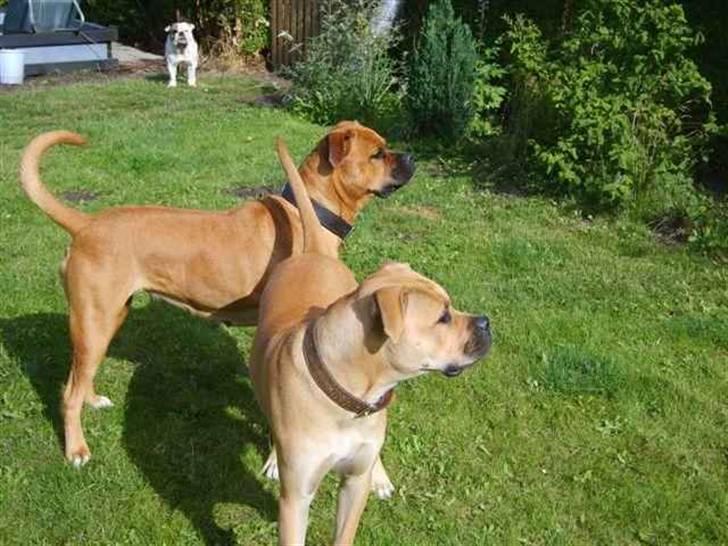 Blanding af racer Pi    R.I.P. billede 13