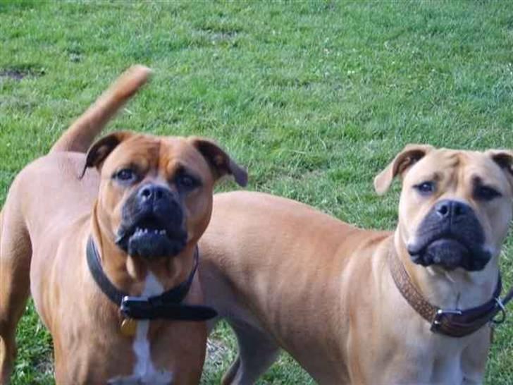 Blanding af racer Pi    R.I.P. - Pi og hendes mor billede 14